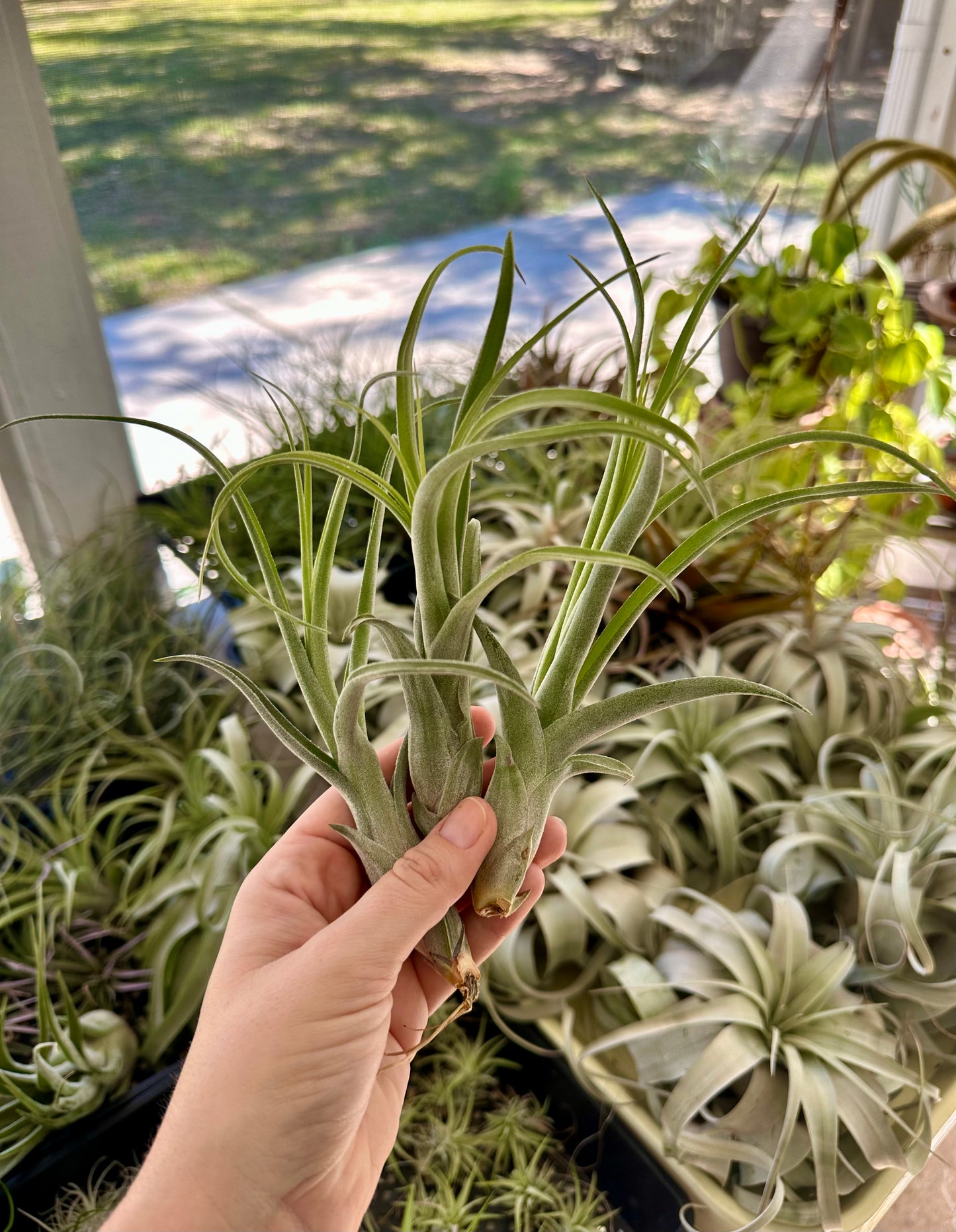 Tillandsia • Baileyi Hybrid