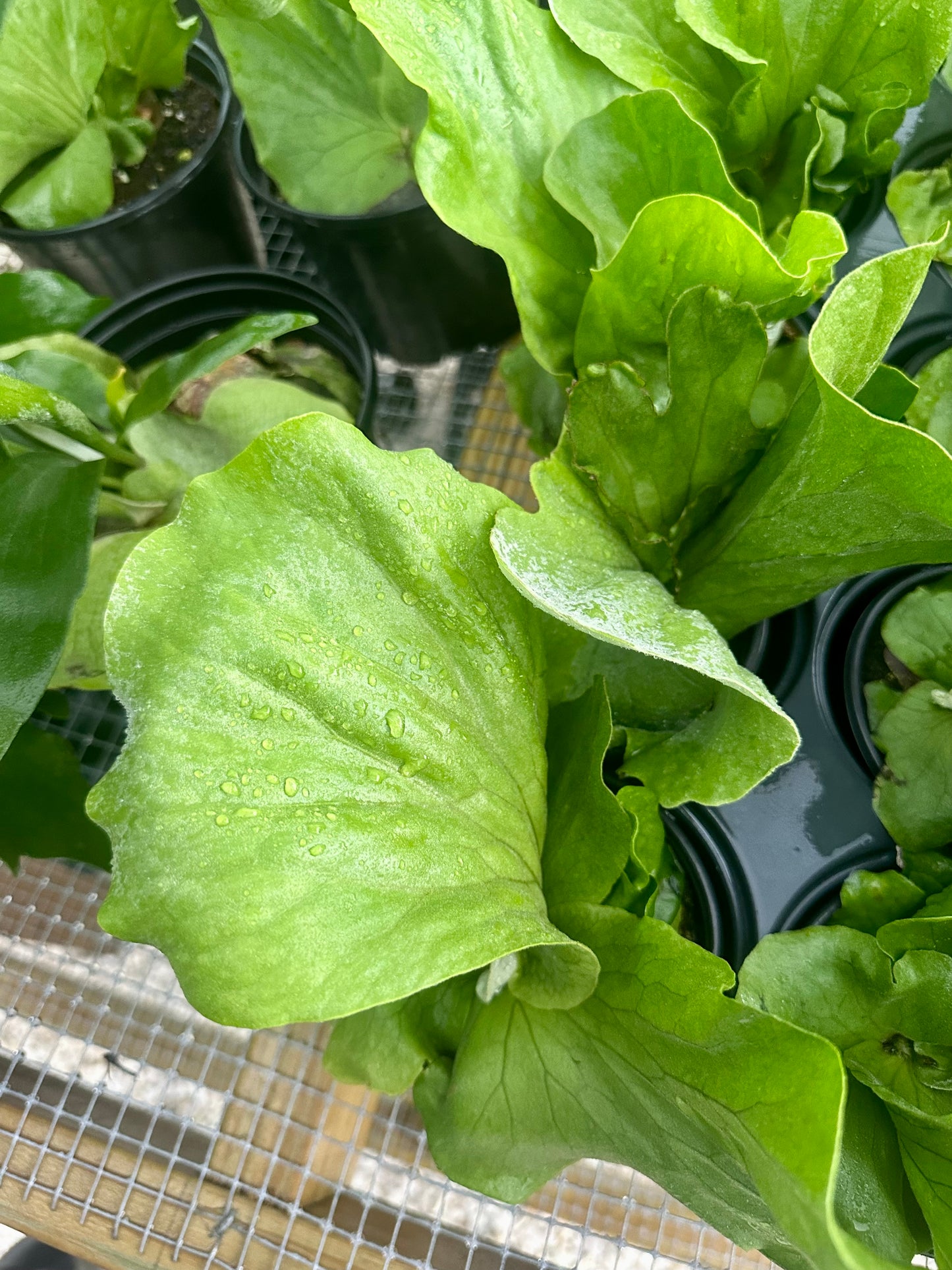 Staghorn Fern Elephantotis