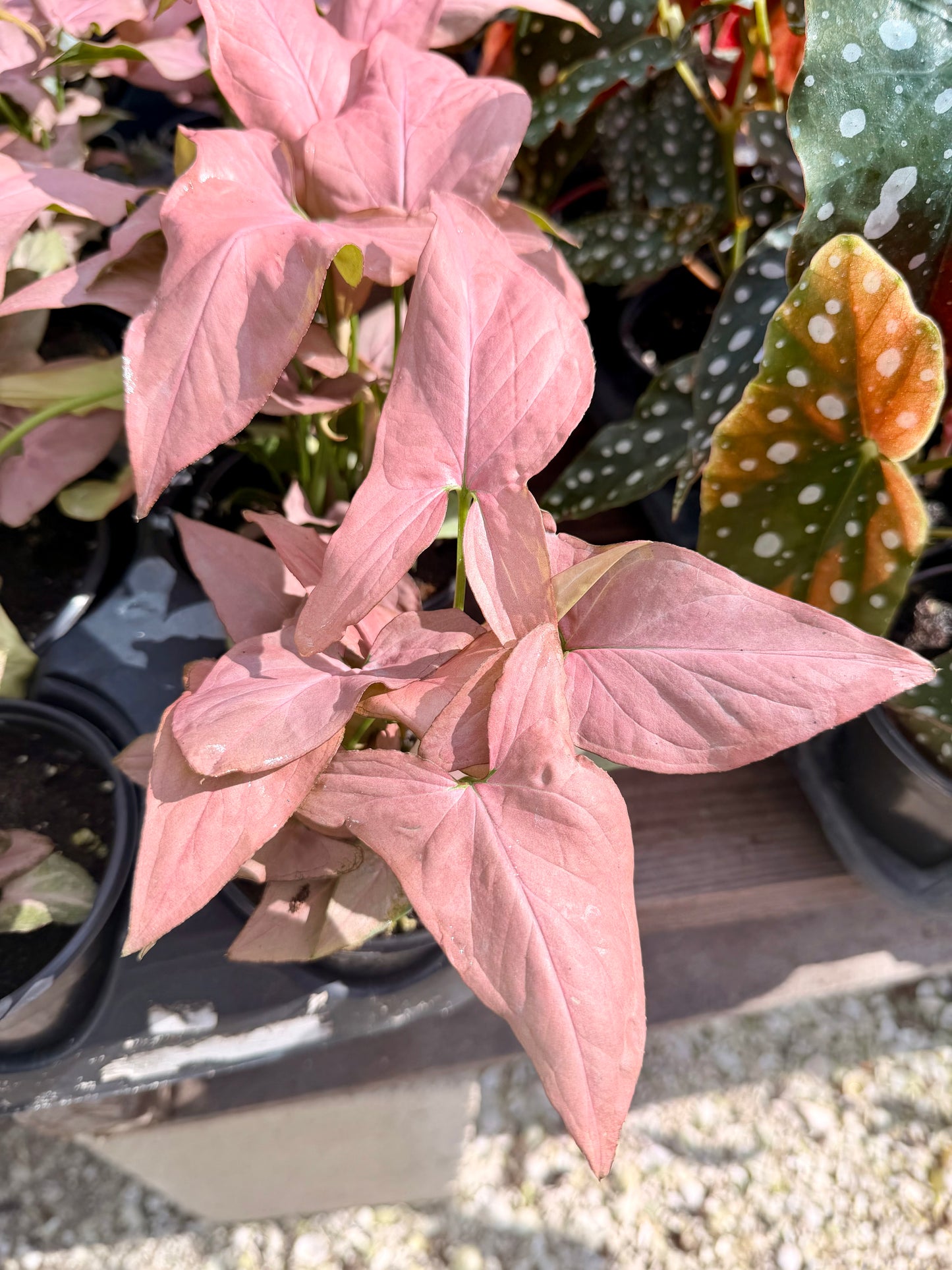 Syngonium Pink Perfection