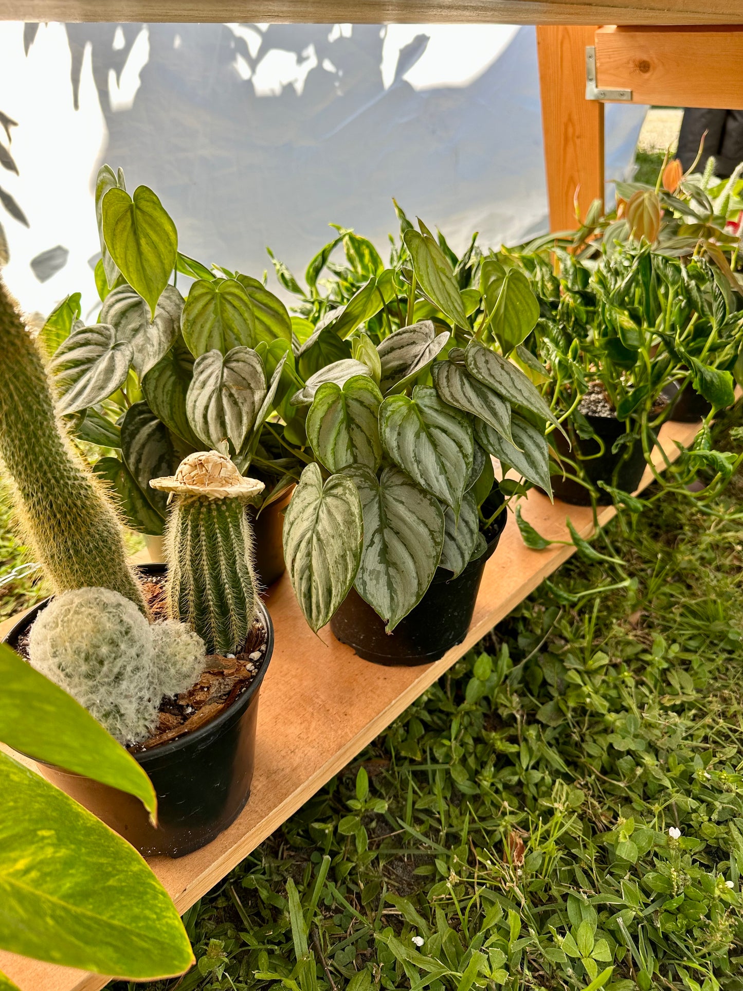 Mystery Cacti Garden