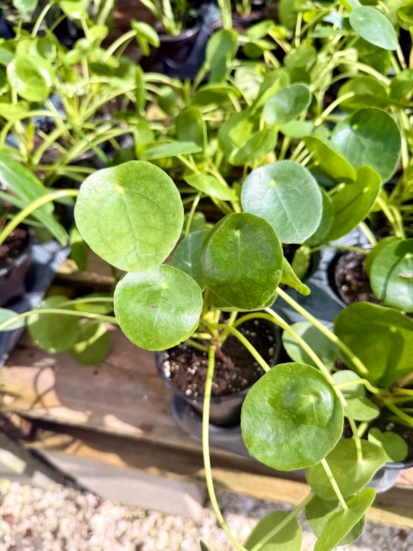 Chinese Money Plant