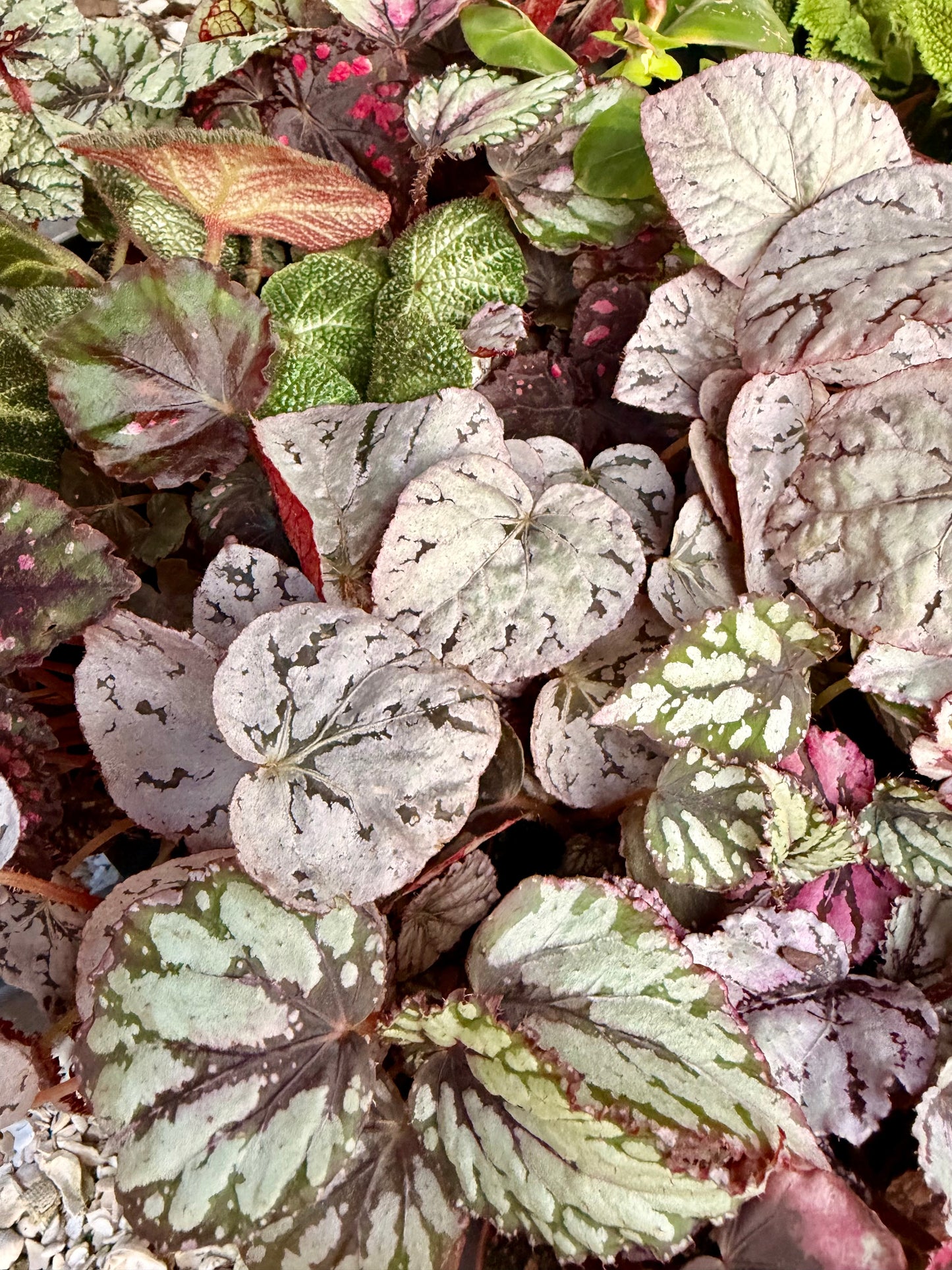 2" Begonia
