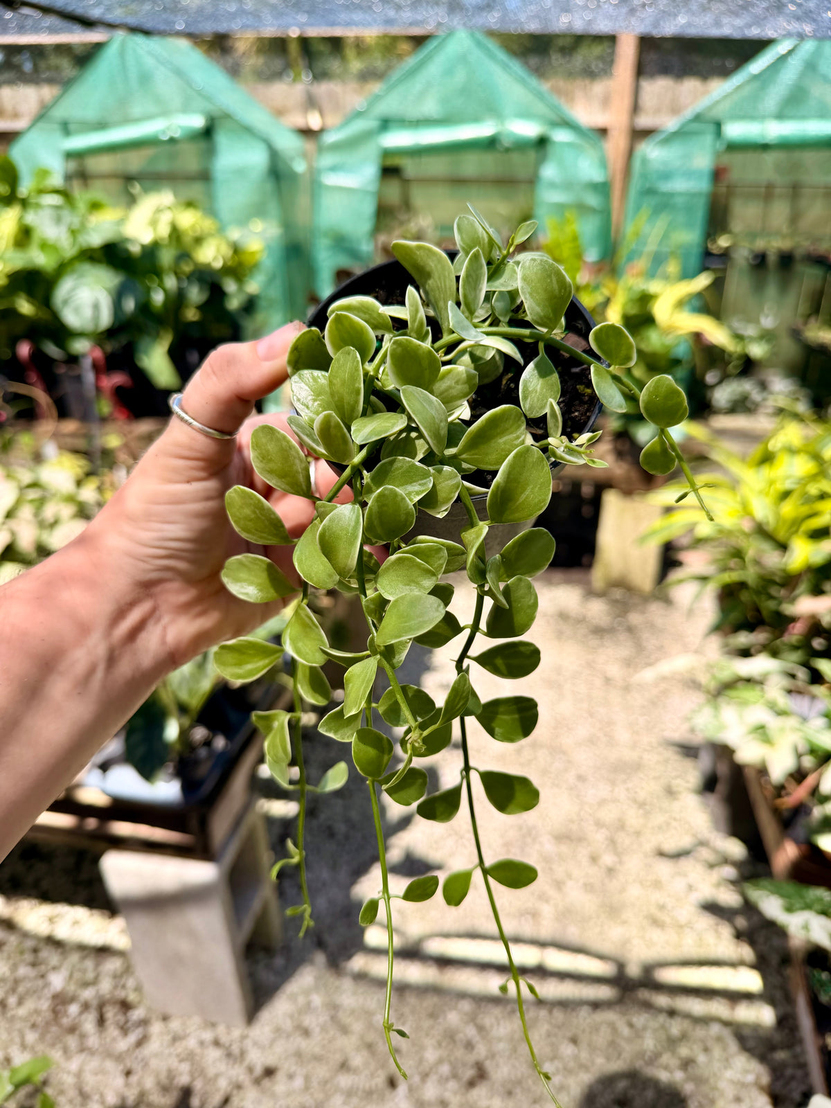 Dischidia Oiantha