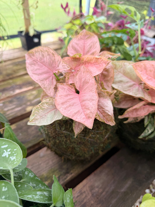 Kokedama Syngonium Rolli