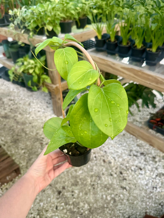 Hoya Cominsii