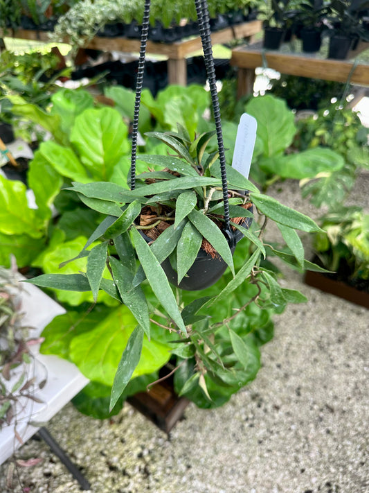 Hoya Mirabillis