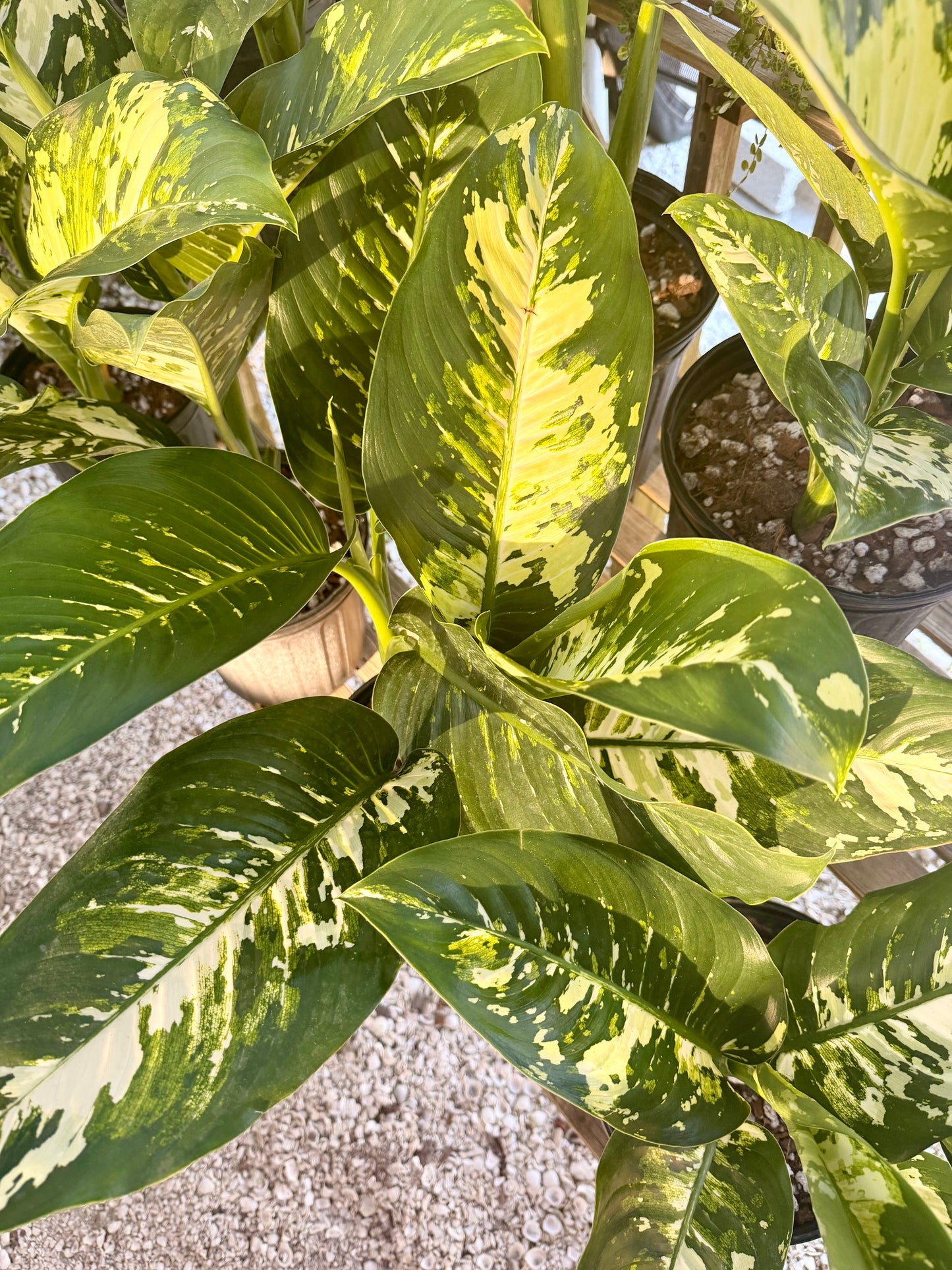 Dieffenbachia Puerto Rico