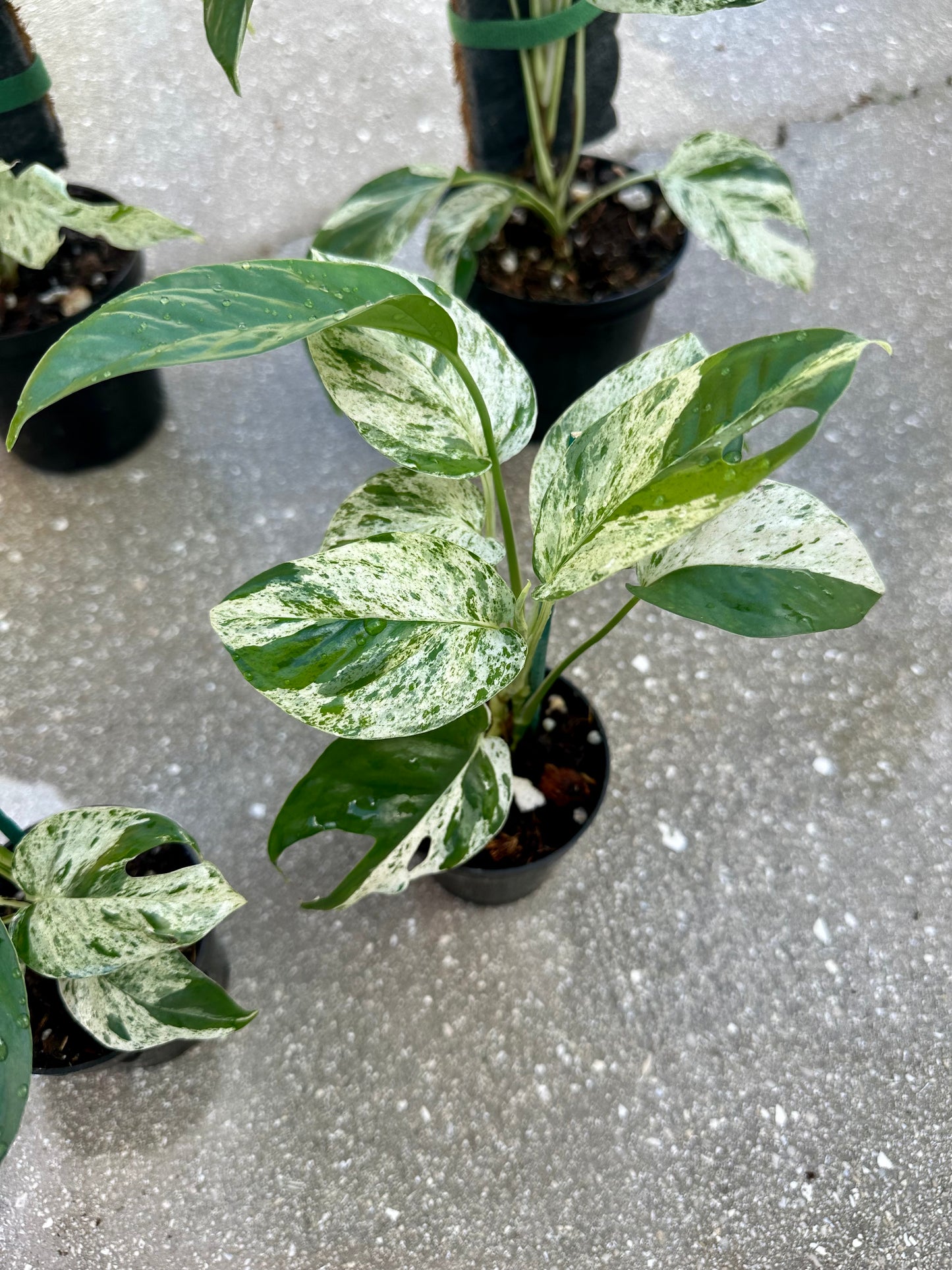 Epipremnum Pinnatum Marble Variegated