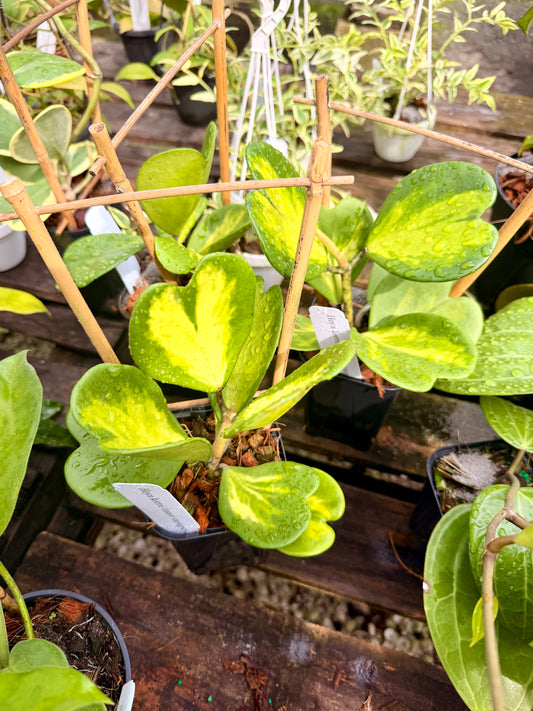 Hoya Kerri with Inner Variegation