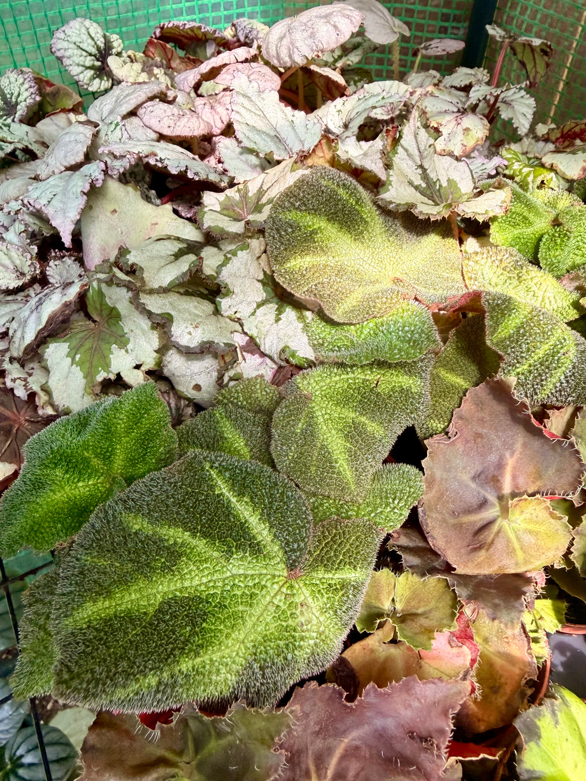 2" Begonia