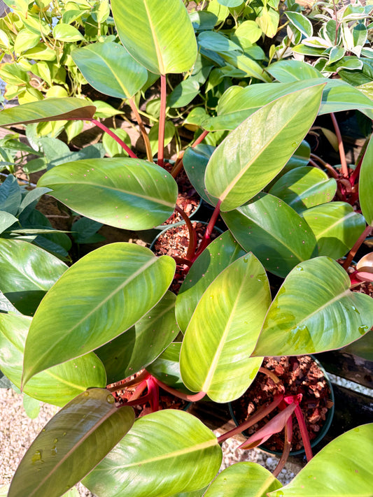 Philodendron Rojo Congo