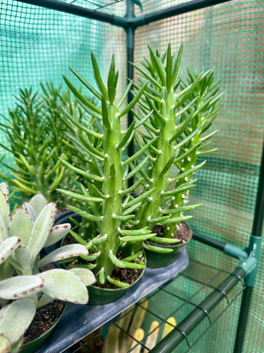 Opuntia