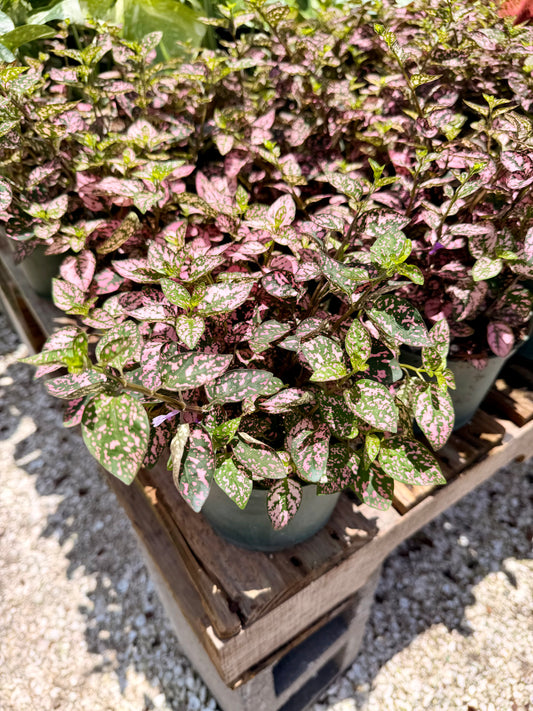 Hypoestes
