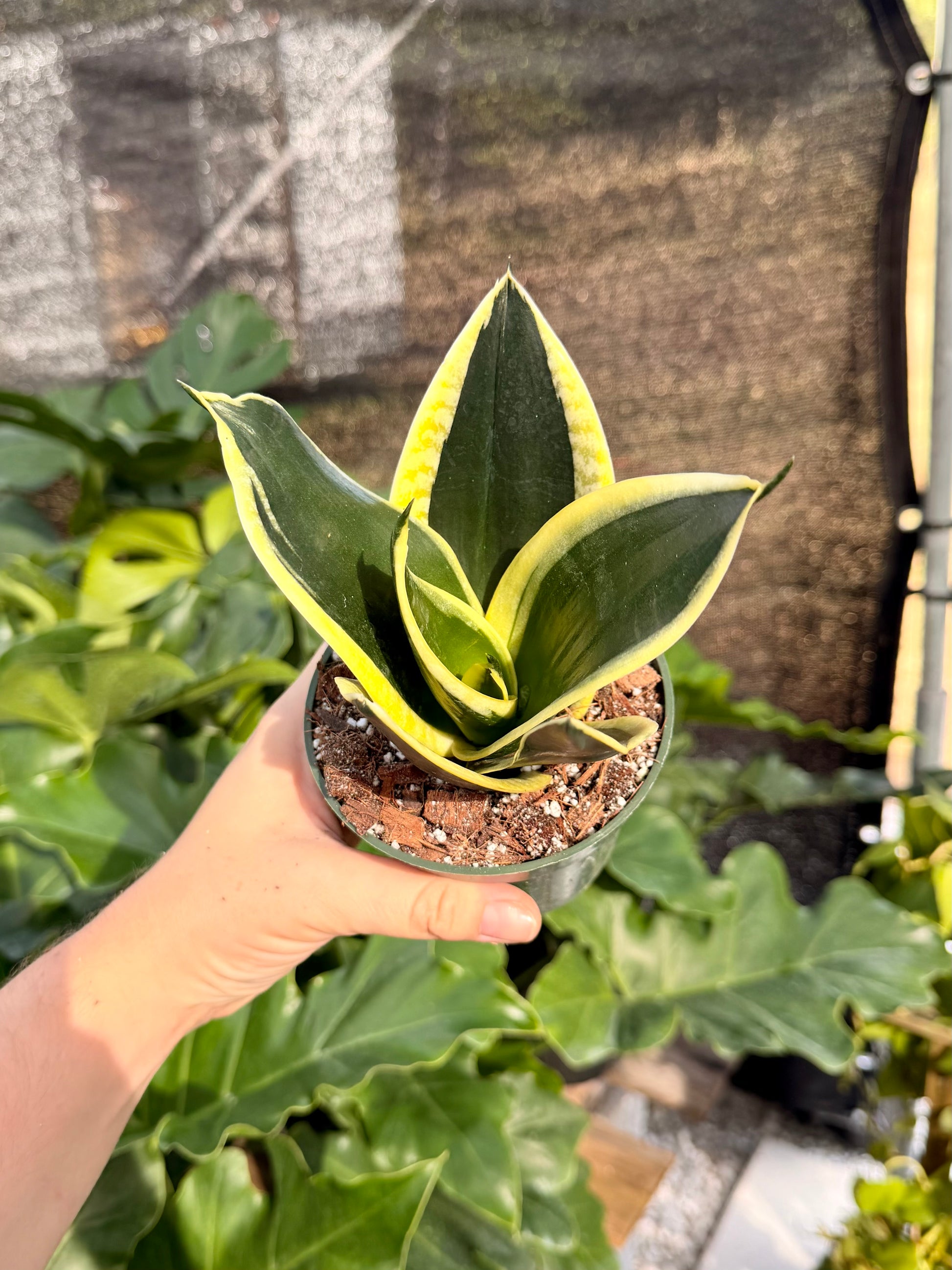 sansevieria hahnii green Sansevieria Hahnii