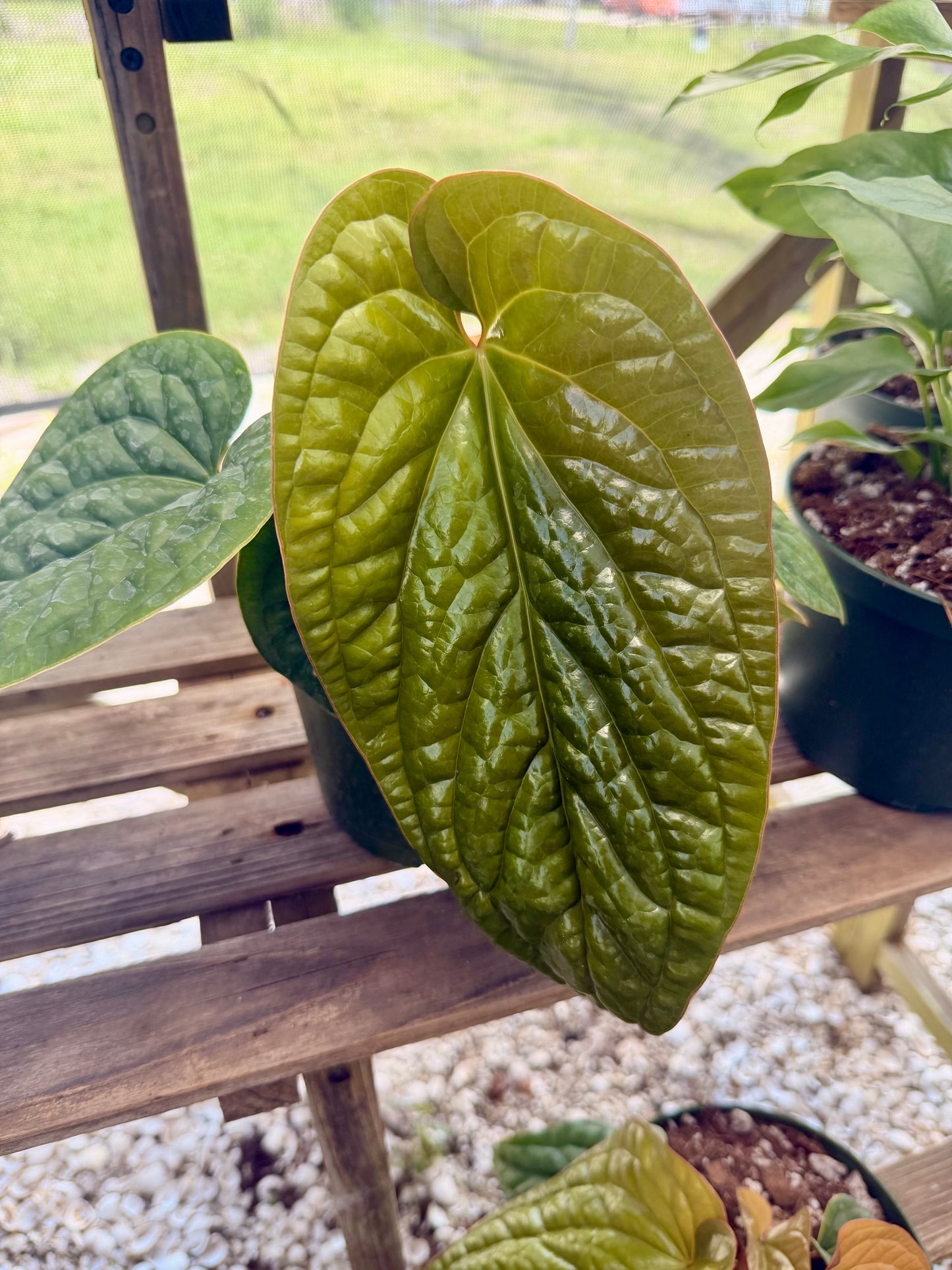 Anthurium Luxurians X Radicans