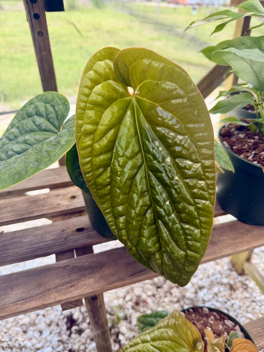 Anthurium Luxurians X Radicans