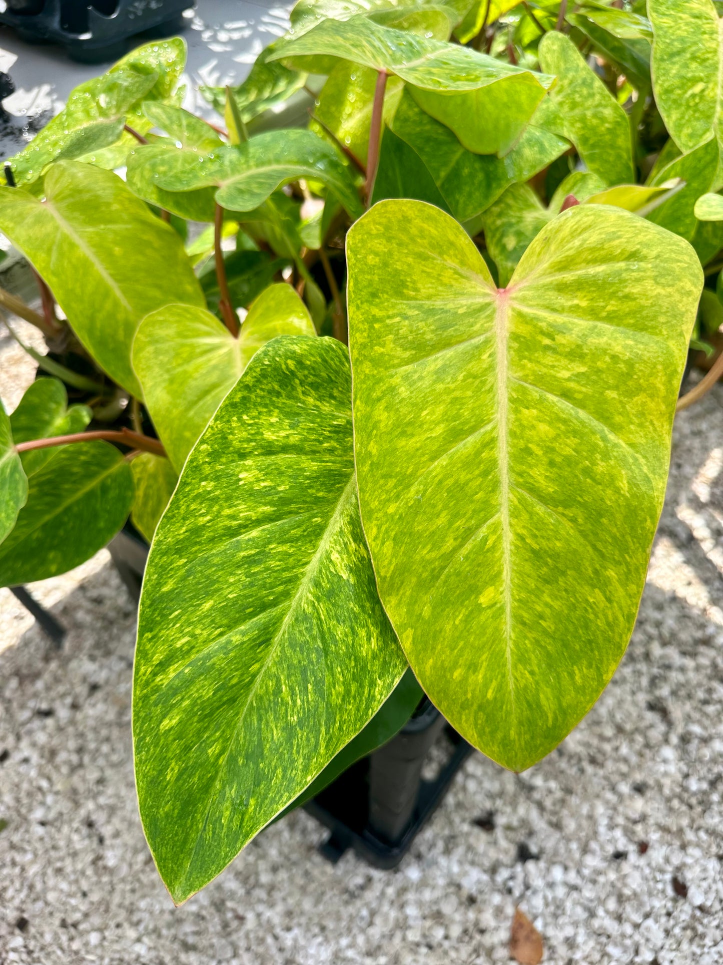 Philodendron Painted Lady