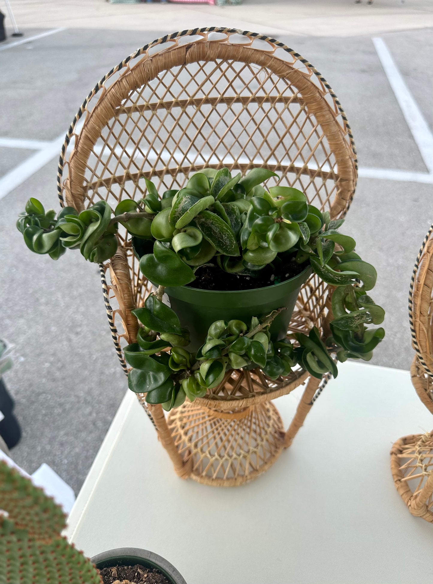 Wicker Plant Chair