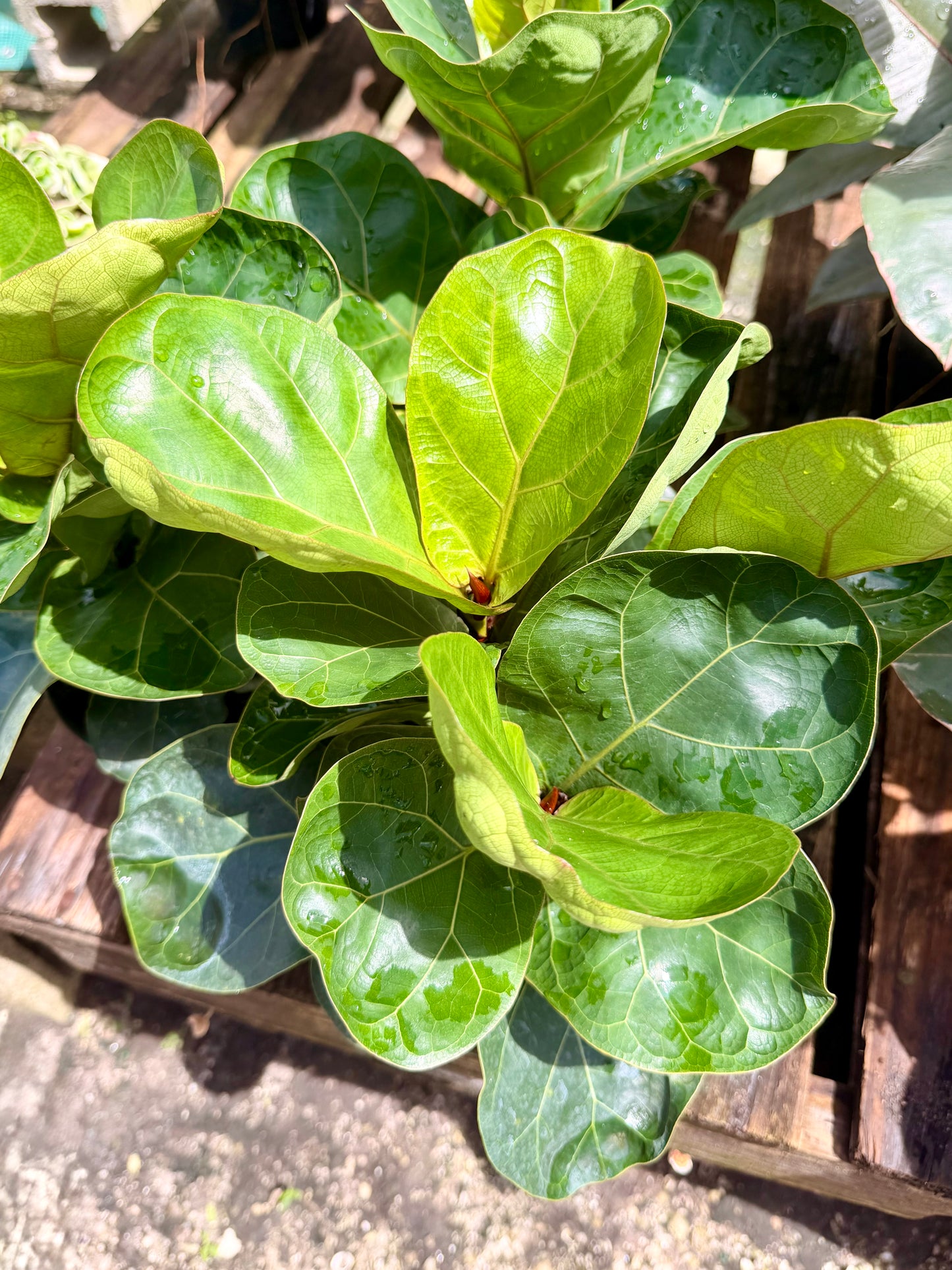 Fiddle Leaf
