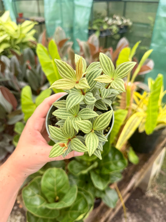 Peperomia Stilt