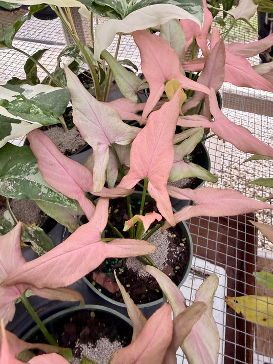 Syngonium Mickey