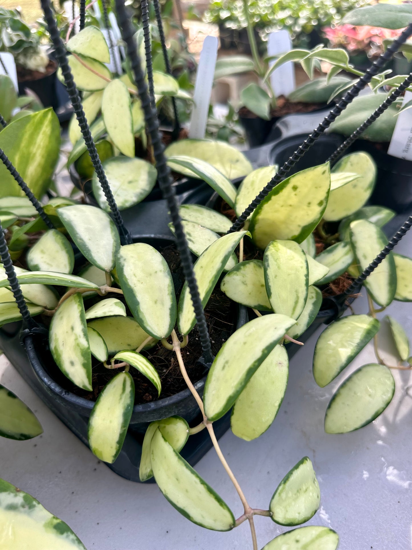 Hoya Acuta with Inner Variegation