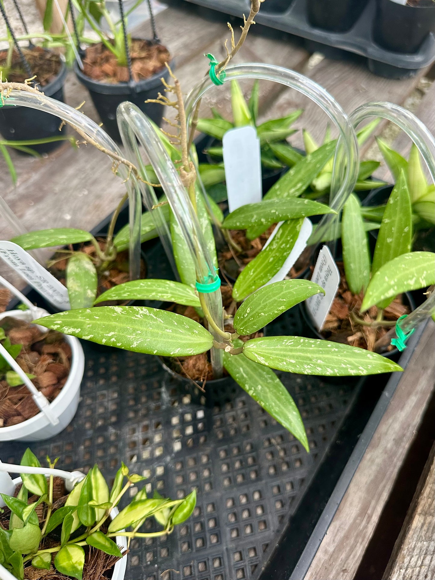 Hoya sp. SR 2007-13