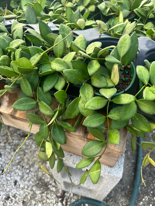 Hoya Burtoniae