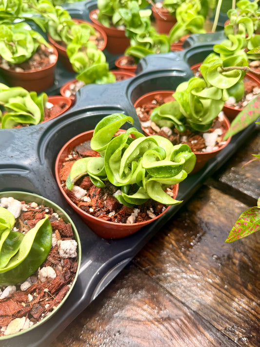 Hoya Carnosa Compacta