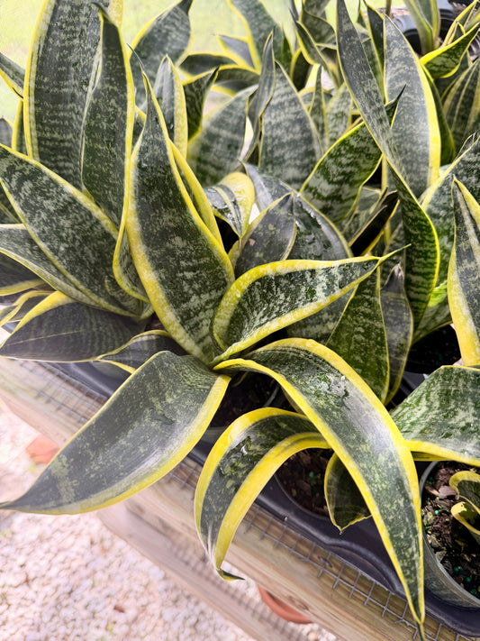 Sansevieria Futura