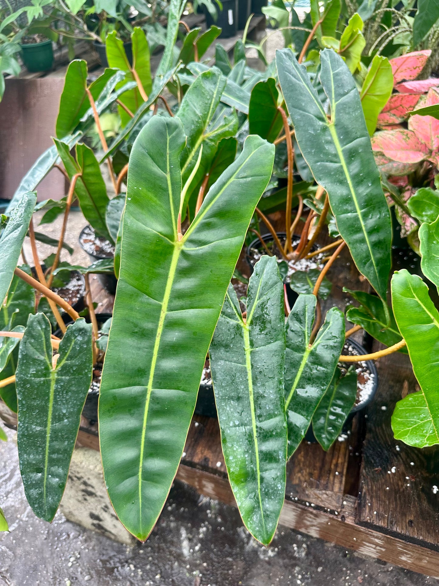 Philodendron Billietiae