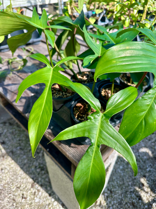 Philodendron Florida Green