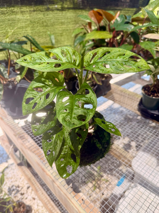 Kokedama Monstera Adansonii