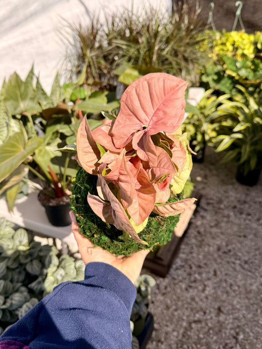 Kokedama Syngonium Neon Robusta