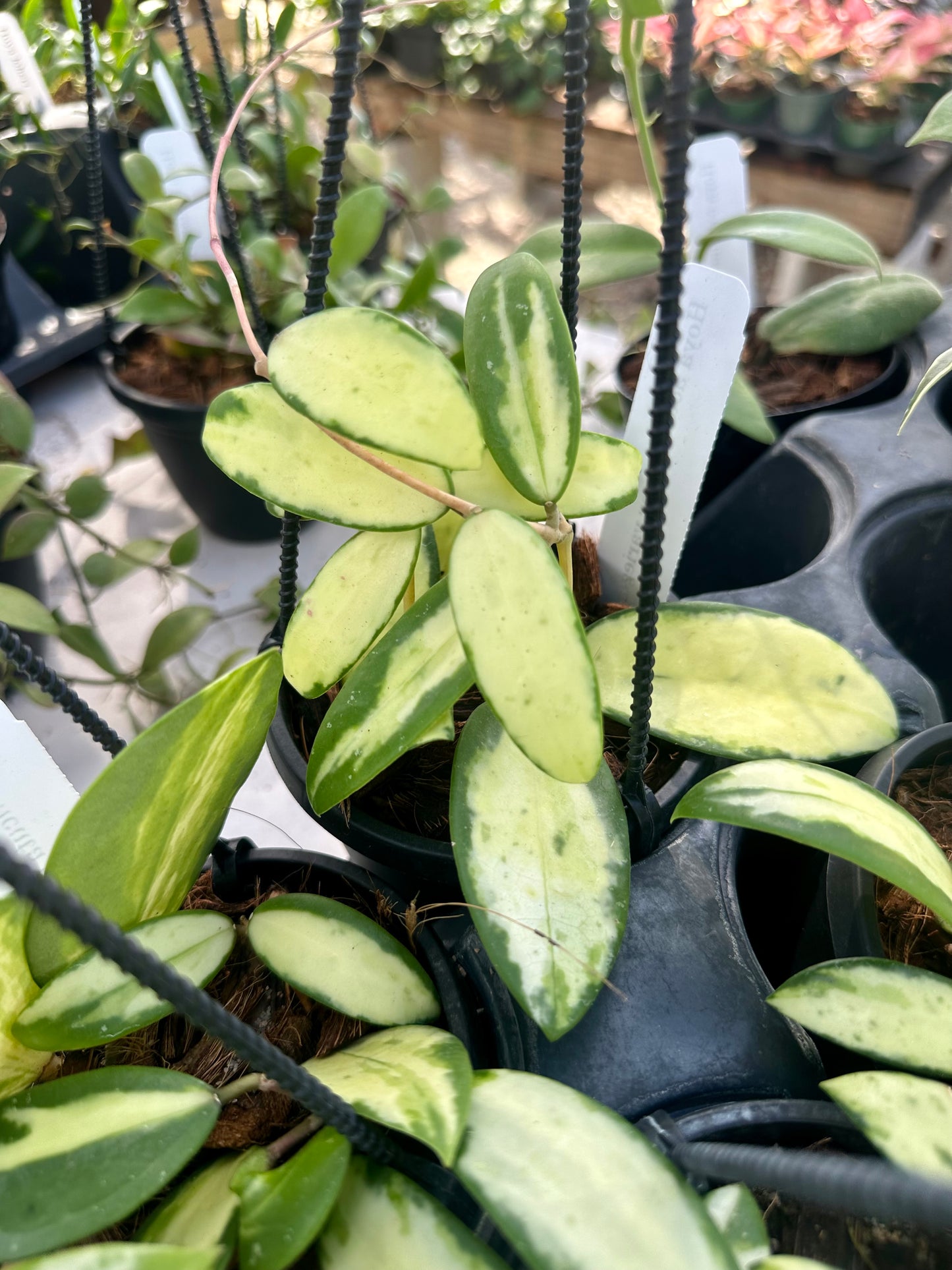 Hoya Acuta with Inner Variegation