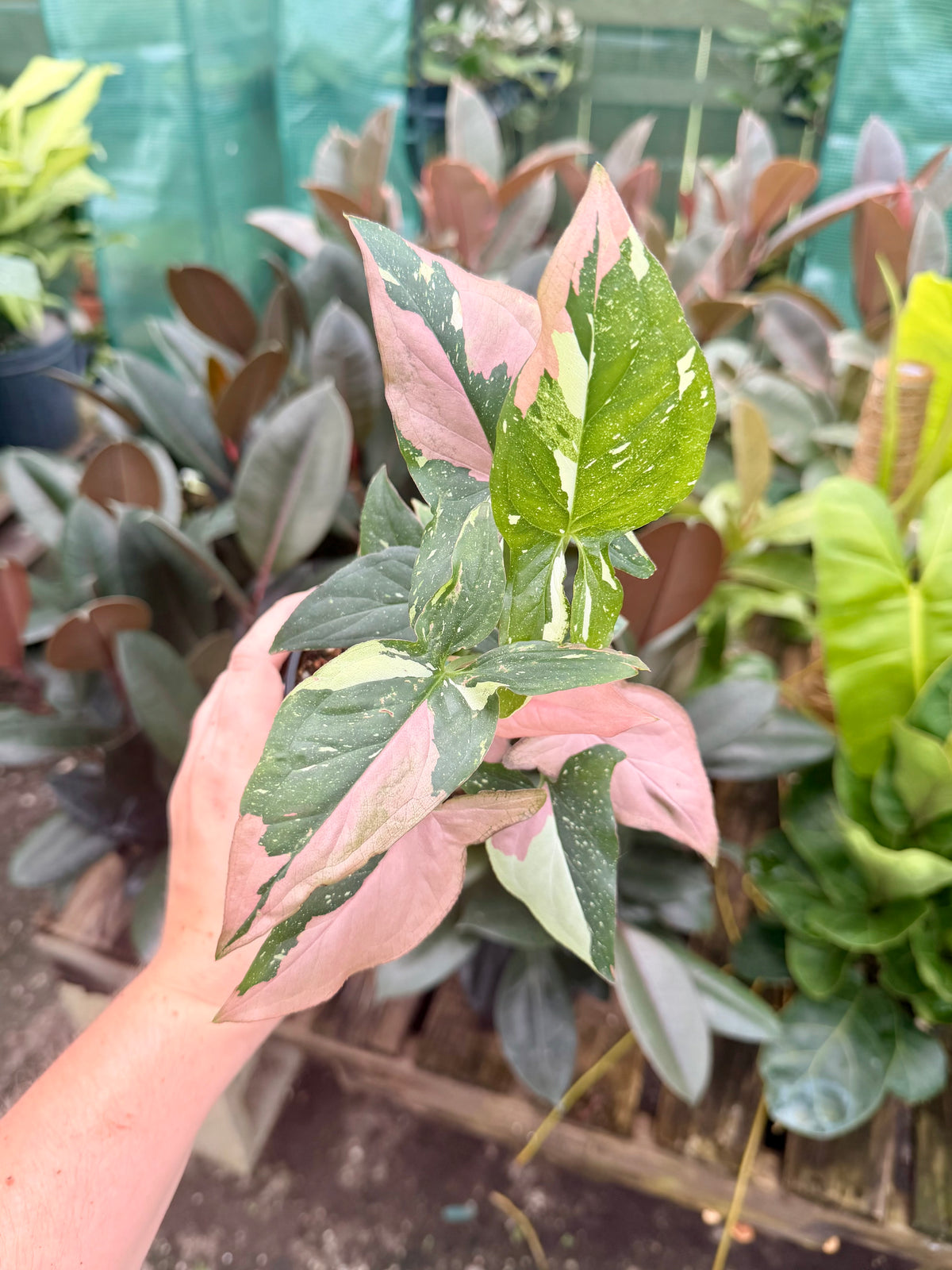 Syngonium Tricolor