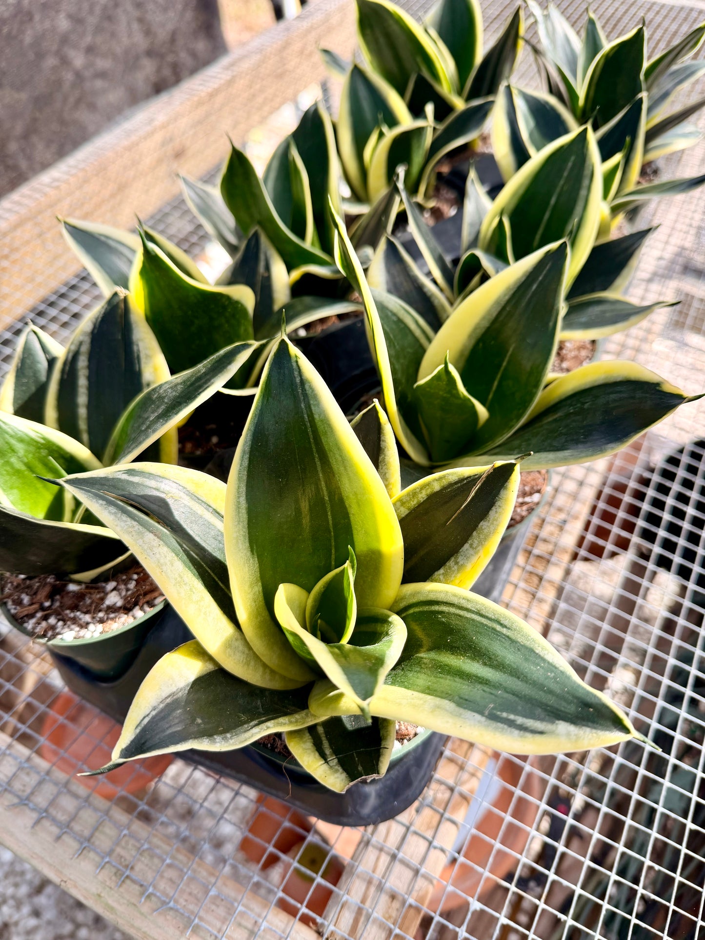 Sansevieria Hahnii