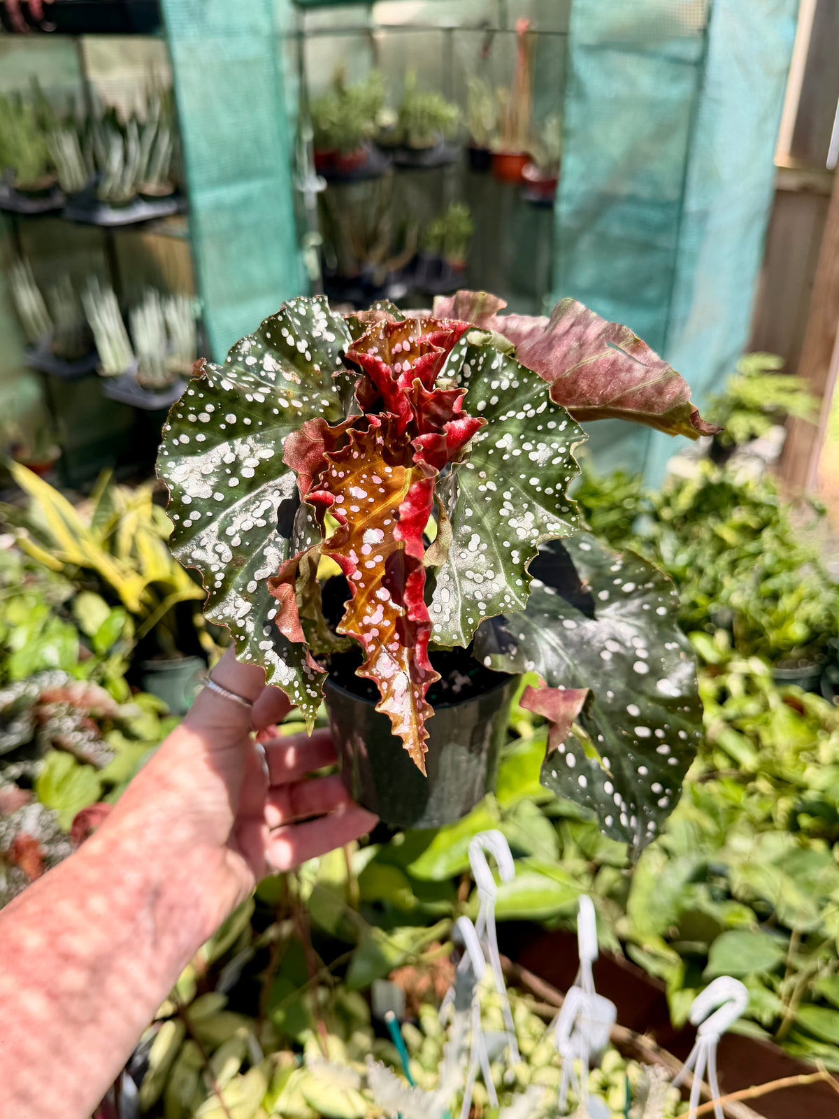 Begonia Crackling Rosie