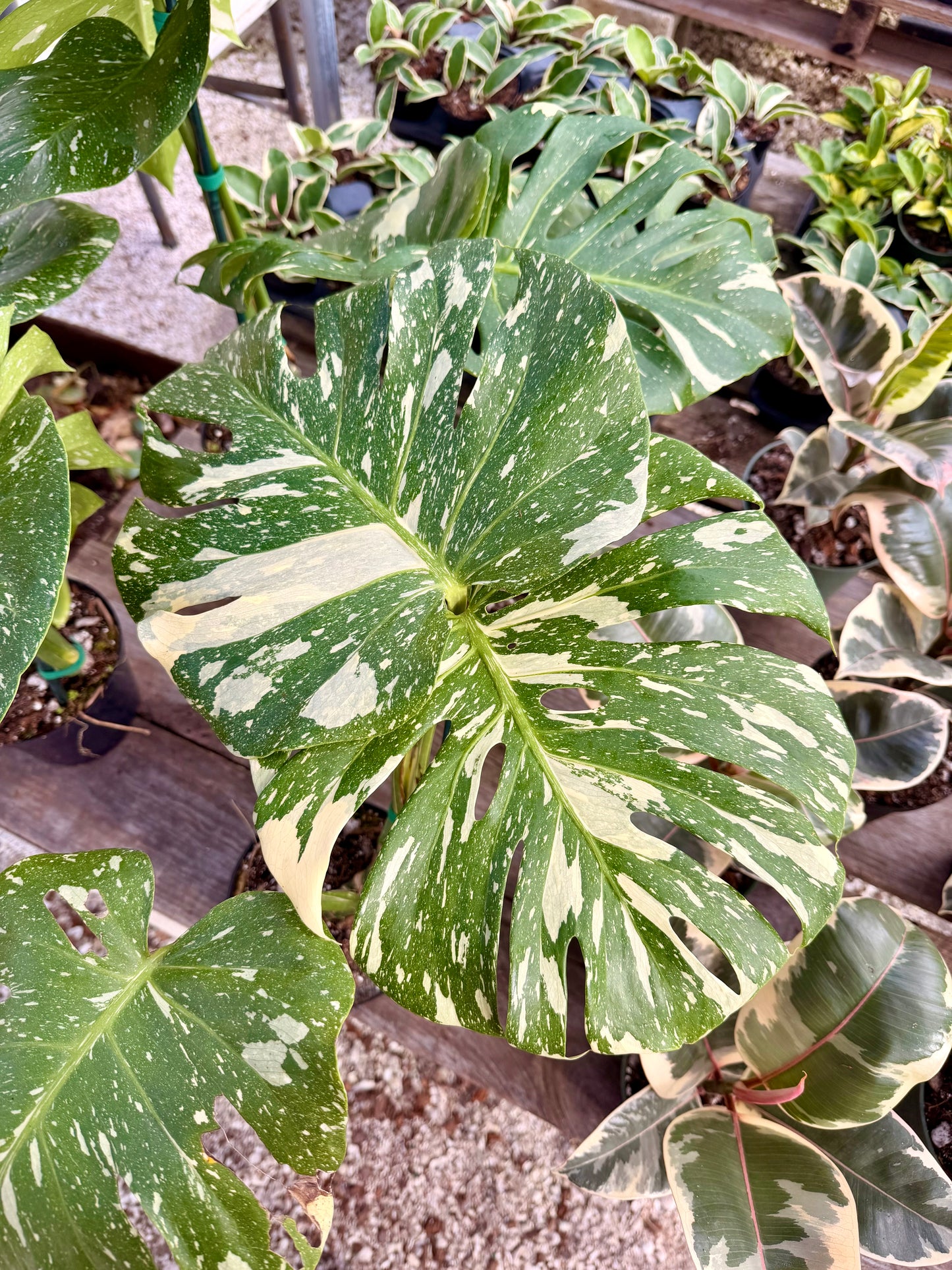 Monstera Thai Constellation