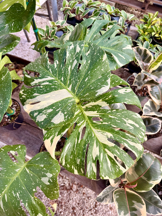 Monstera Thai Constellation