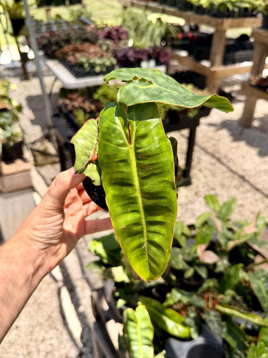 Philodendron Billietiae
