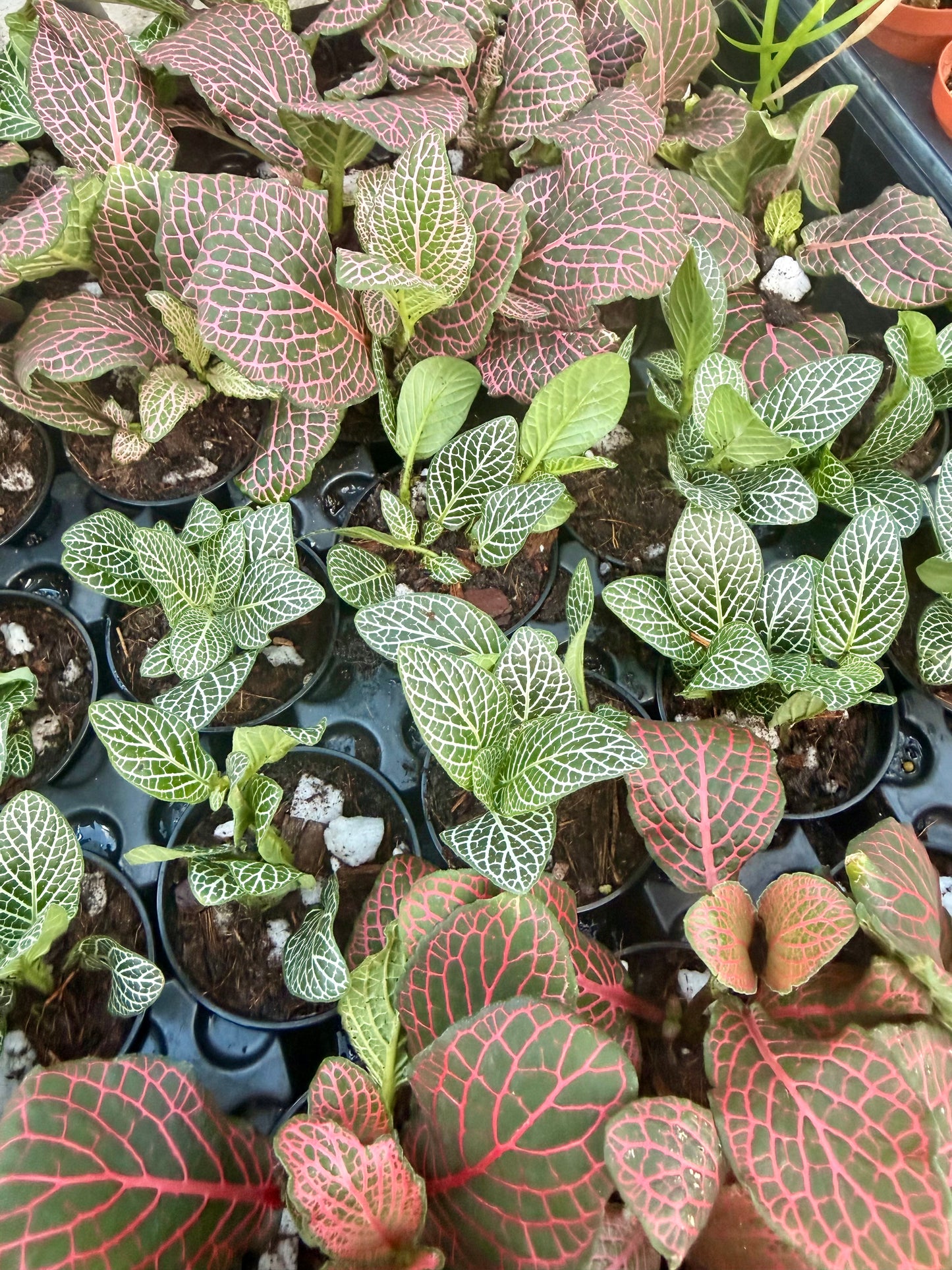 2.5" Fittonia