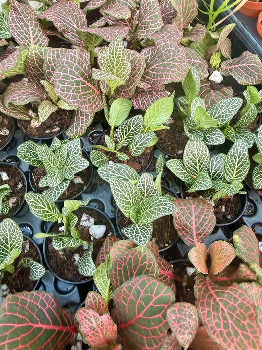 2.5" Fittonia