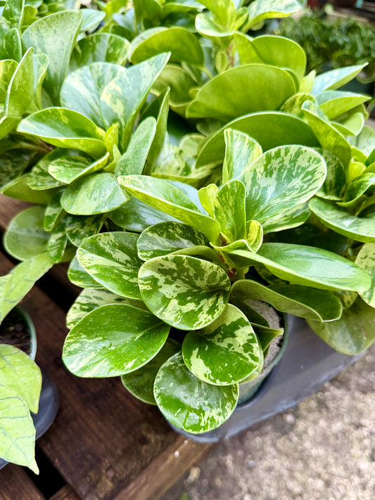 Peperomia Marble