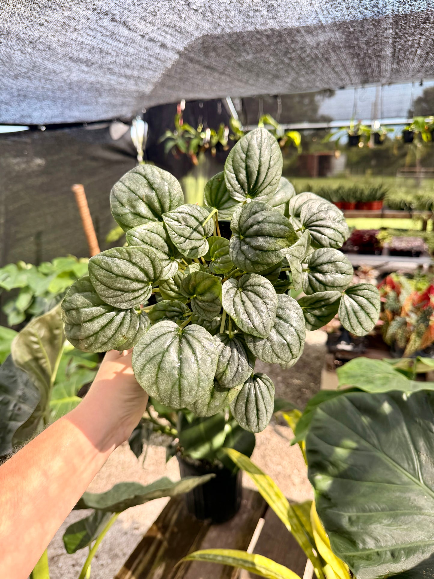 Peperomia Frost