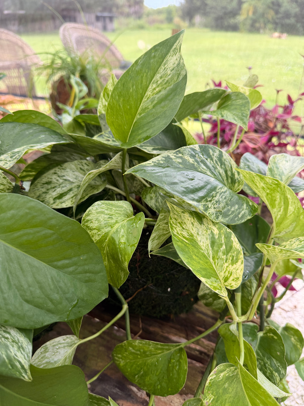 Kokedama Marble Queen