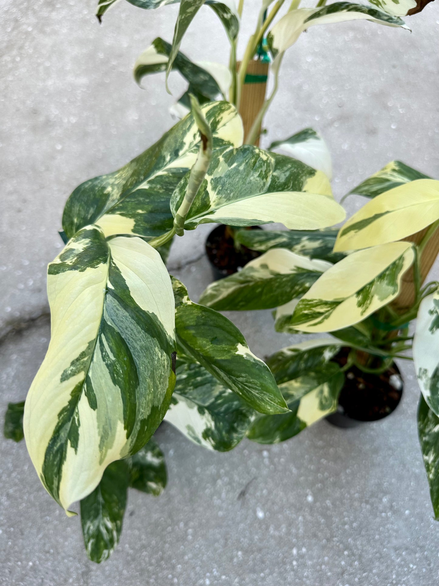 Monstera Lechleriana Variegated