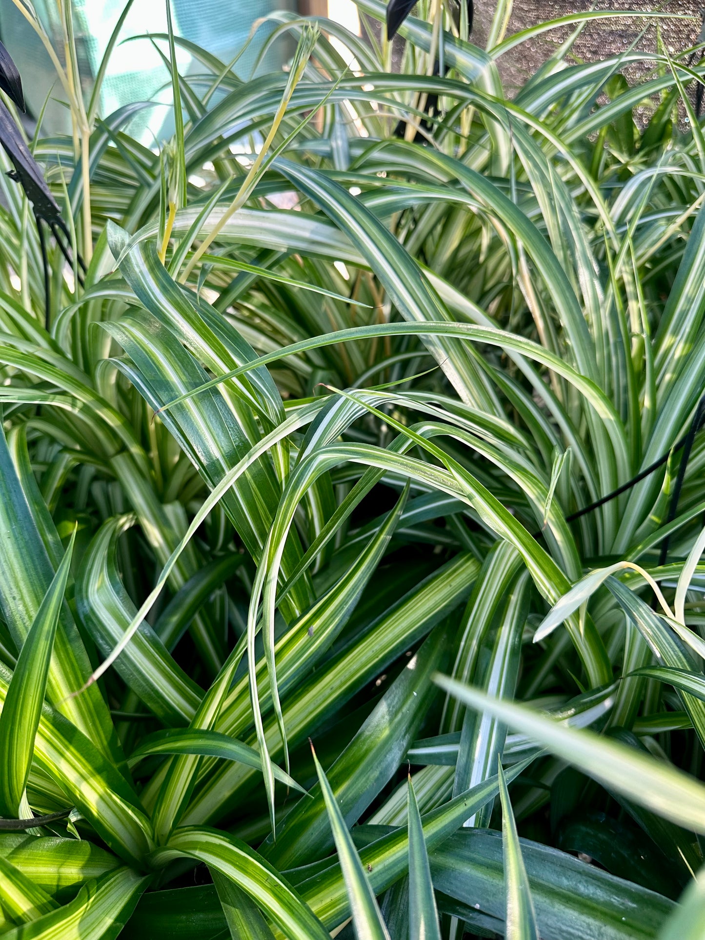 Spider Plants