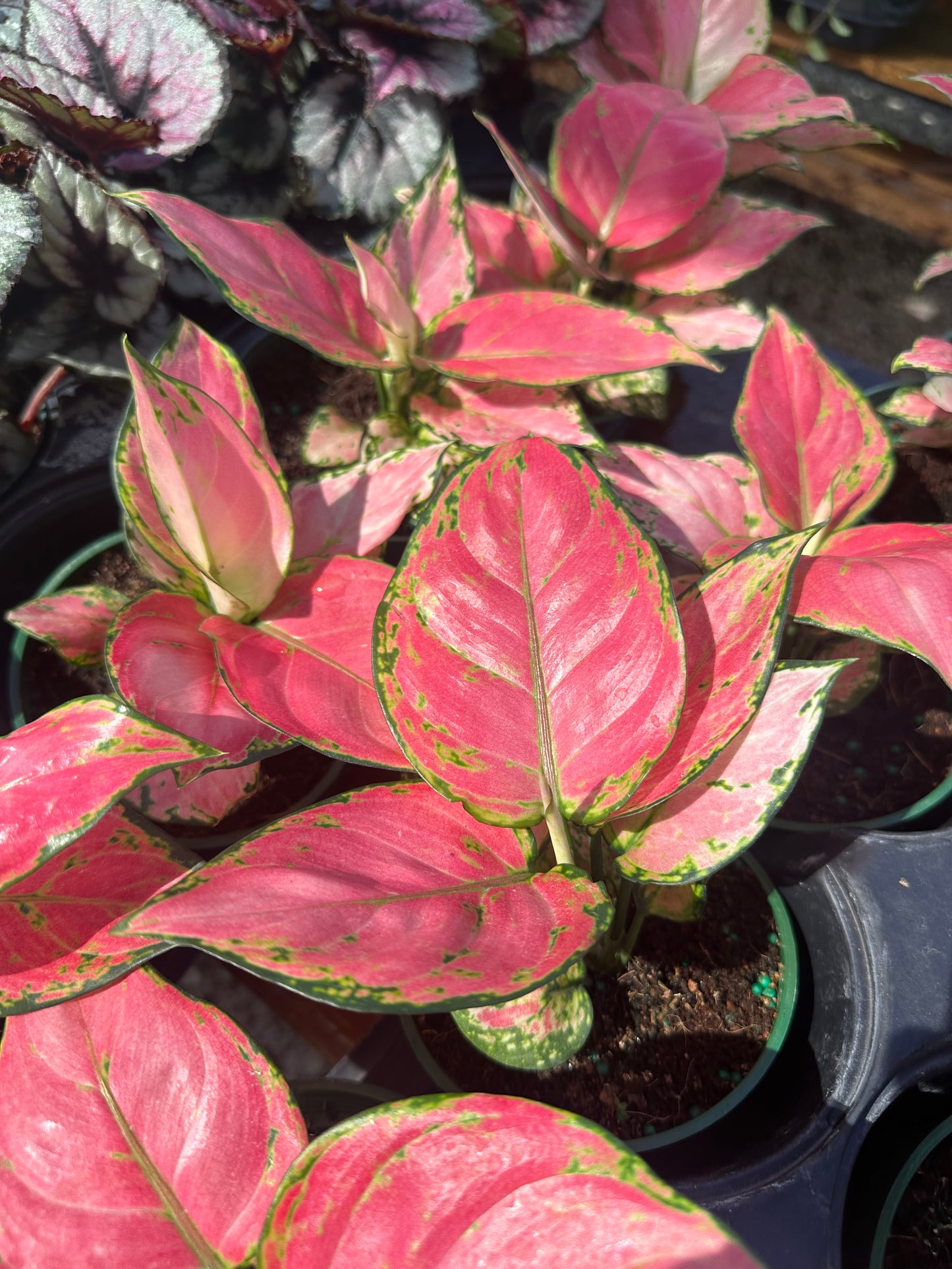 Aglaonema Red Zircon