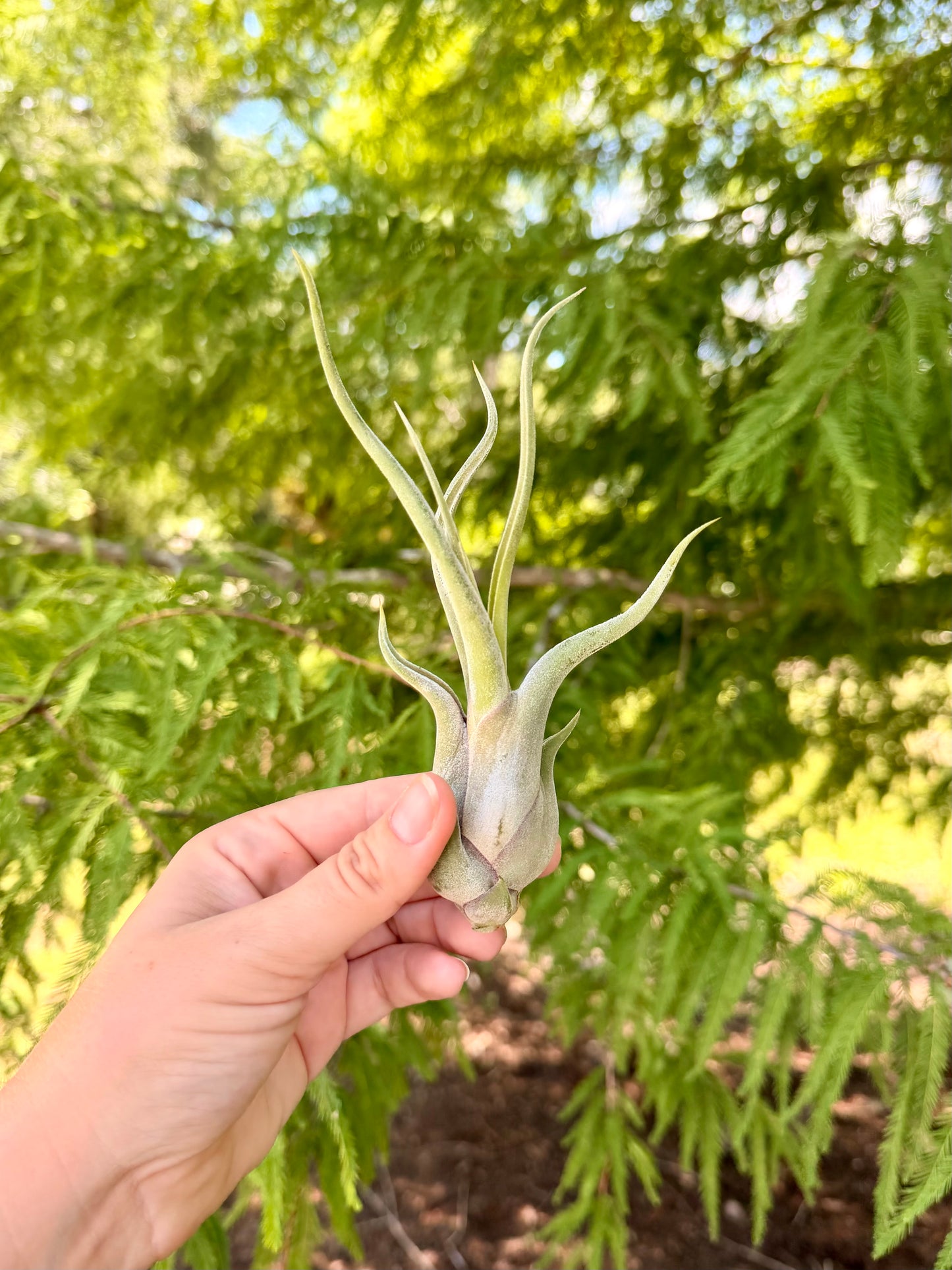 Tillandsia • Caputmedusae